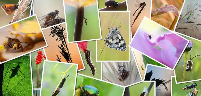 Biodiversité : déclin des insectes, l’urgence d’agir