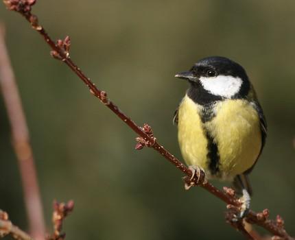 Les populations d’oiseaux en diminution depuis 20 ans, alerte la LPO Auvergne-Rhône-Alpes
