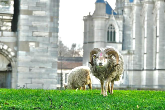 Des moutons sur les pelouses du château de Vincennes