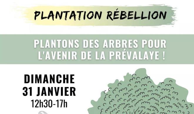 Des associations vont planter 200 arbres à Rennes pour lutter contre l’urbanisation démente