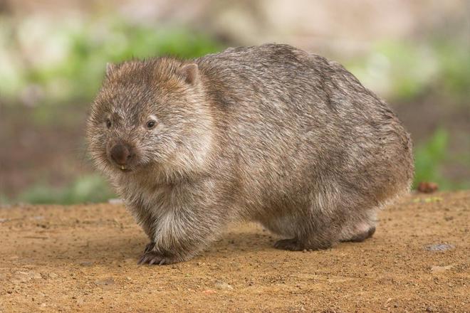 Pourquoi les wombats font-ils des crottes carrées ?