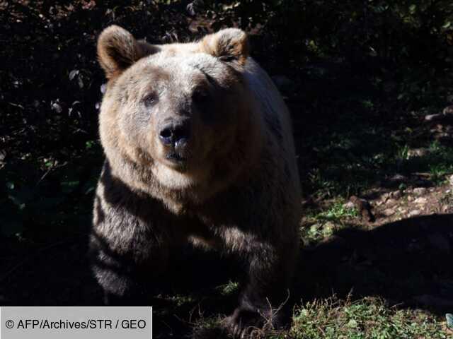 L'Europe demande des réintroductions d'ours dans les Pyrénées françaises
