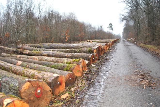 La sécheresse associée aux scolytes décime les bois communaux de Chaumont