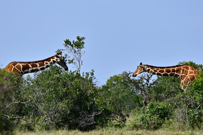 Kenya : une association se mobilise pour sauver des girafes bloquées sur une île