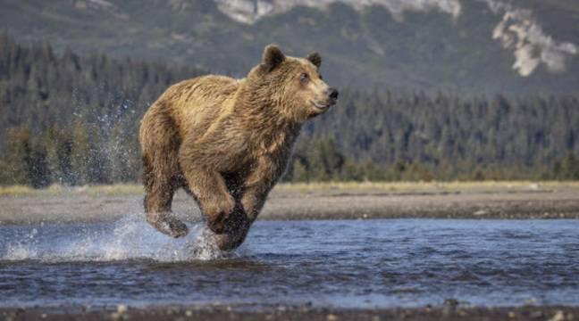 Intelligence animale : « On a encore plein de choses à apprendre de l’ours »