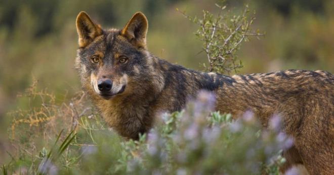 Bonne nouvelle : fin de la chasse au loup en Espagne