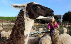 Dalaï, le lama veille sur ses moutons