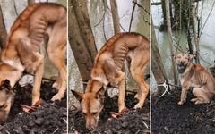Marne: un chien très amaigri et attaché à un arbre retrouvé par des promeneurs