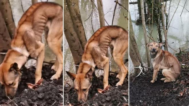 Marne: un chien très amaigri et attaché à un arbre retrouvé par des promeneurs