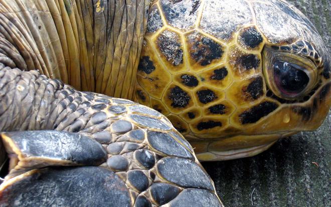 « Comme si elles avaient été frappées par une météorite » : les tortues en danger de disparition