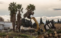 Pyrénées-Orientales - Bompas : les écologistes dénoncent l'arrachage d'une palmeraie