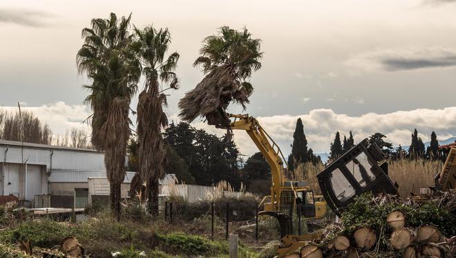 Pyrénées-Orientales - Bompas : les écologistes dénoncent l'arrachage d'une palmeraie