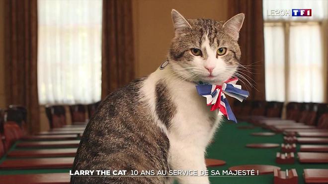 Larry the cat : 10 ans au service de sa majesté