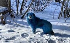 De mystérieux chiens bleus observés à Dzerjinsk, en Russie