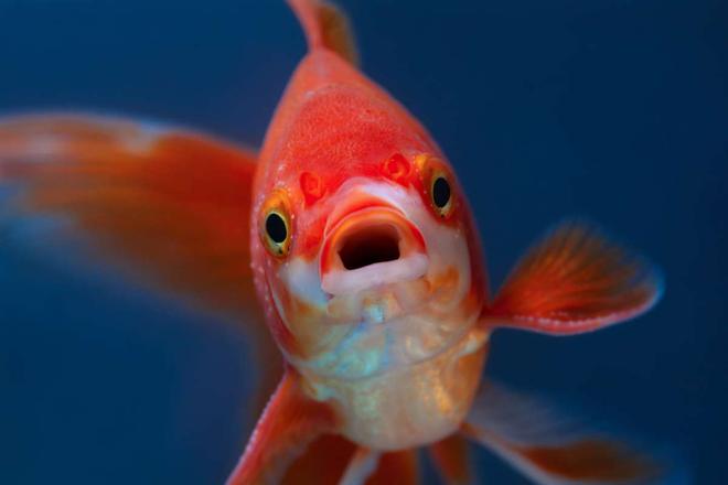 Une étude révèle que les poissons perdent peu à peu « leur individualité » à cause de nos antidépresseurs