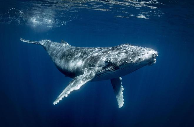 Pollution sonore : sous l’eau, les baleines souffrent du bruit