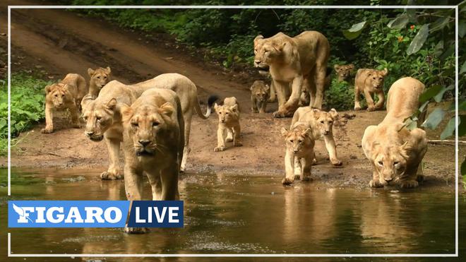 En Inde, une maladie virale menace les derniers lions d'Asie