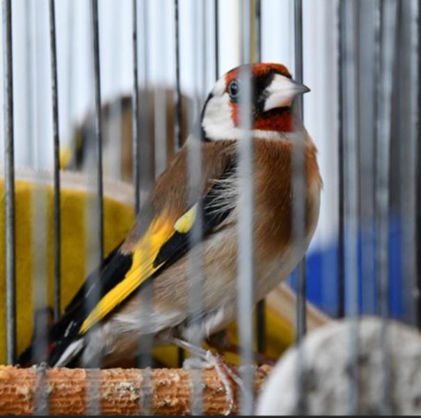 Perpignan. La Police intervient dans des HLM et saisit six oiseaux classés espèce protégée