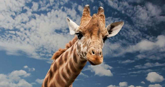 Choquant : une chasseuse pose avec le corps de la girafe qu’elle vient d’abattre