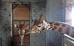 Morbihan : le zoo alternatif de Pont-Scorff en péril