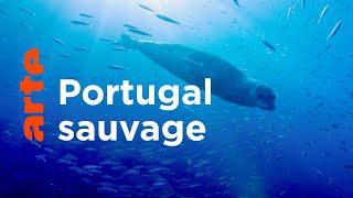 Entre terre et océan : la diversité des écosystèmes portugais