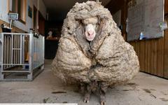 Australie: Baarack le mouton sauvage a été délesté de son pelage de 35 kg
