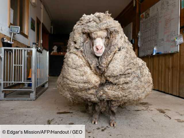 Australie: Baarack le mouton sauvage a été délesté de son pelage de 35 kg