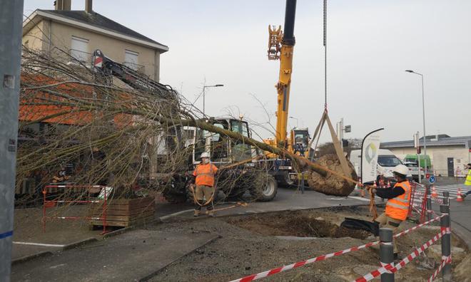 Angers : un des arbres signaux a été planté dans le quartier des Justices