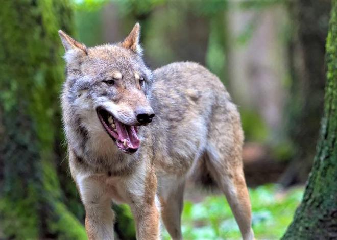 Le loup abattu au Val-d’Ajol est né en Allemagne en 2019