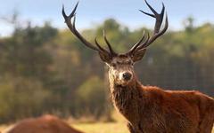 France 5 s’intéresse au retour en grâce de la viande de gibier