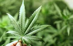 Un enfant de 12 ans dénonce sa mère qui cultive du cannabis