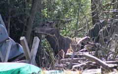 Traqué par les veneurs, le cerf trouve refuge chez un particulier à Septvaux