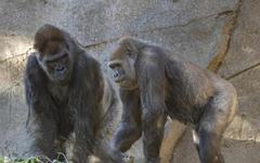 À San Diego, les singes du zoo sont aussi vaccinés contre le Covid-19
