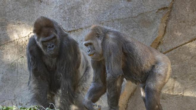 À San Diego, les singes du zoo sont aussi vaccinés contre le Covid-19
