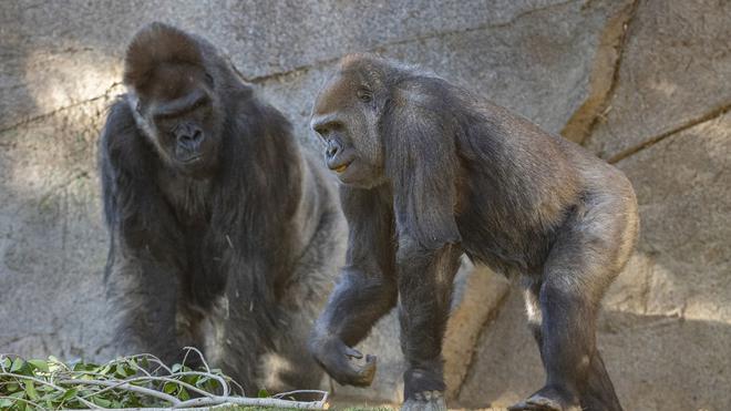 Etats-Unis : des primates du zoo de San Diego vaccinés contre le Covid-19