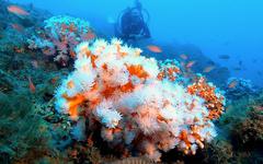 Au large de l’Espagne, des associations œuvrent pour préserver les coraux méditerranéens