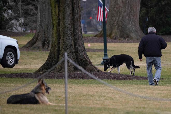 Les chiens de Joe Biden, Major et Champ, sont retournés à la niche