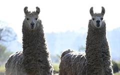 Un anticorps contre le coronavirus découvert sur un lama testé sur l’humain