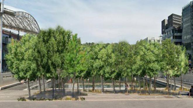 Piétonnisation du cours Charlemagne : 46 arbres plantés par la Métropole de Lyon