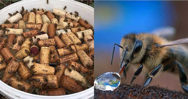 Avec un seau et quelques bouchons de liège, offrez un abreuvoir sécurisé aux abeilles