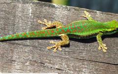 Gecko vert de Bourbon, ti-molosse... Cinq petits animaux de La Réunion à protéger