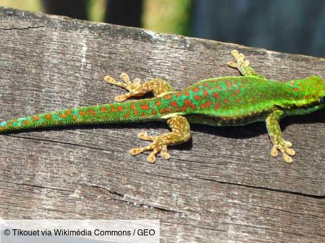 Gecko vert de Bourbon, ti-molosse... Cinq petits animaux de La Réunion à protéger