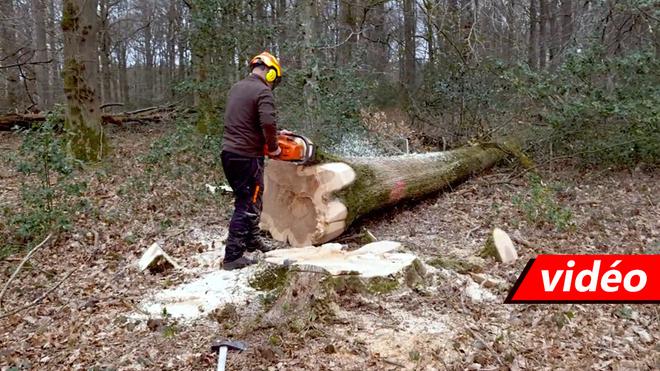 Laboissière-en-Thelle. Des propriétaires forestiers offrent des arbres pour reconstruire la flèche de Notre Dame de Paris