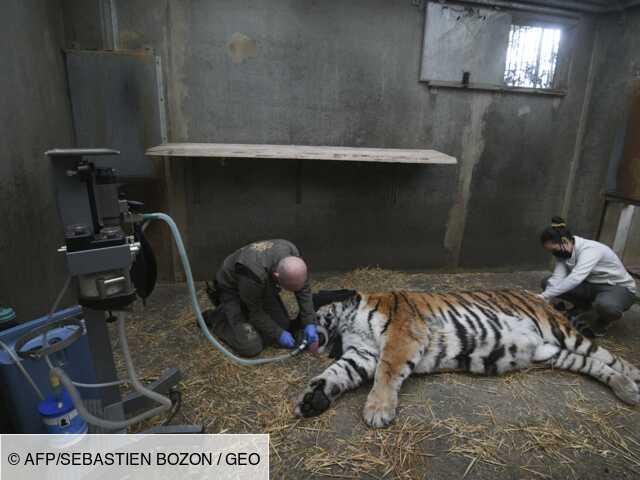 Zoo de Mulhouse: opération dentaire réussie pour Baïkal, tigre de 14 ans