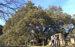Espagne : le chêne vert de Lecina élu arbre européen de l’année