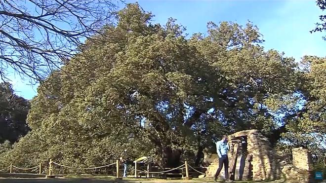Espagne : le chêne vert de Lecina élu arbre européen de l’année