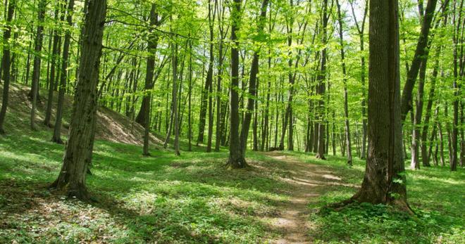 Bretagne : cette forêt à l’abandon va faire l’objet d’un vaste programme de reboisement