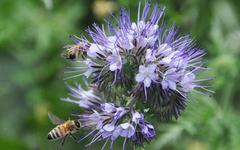 Comment la Plaine de Versailles tente de lutter contre la famine des abeilles