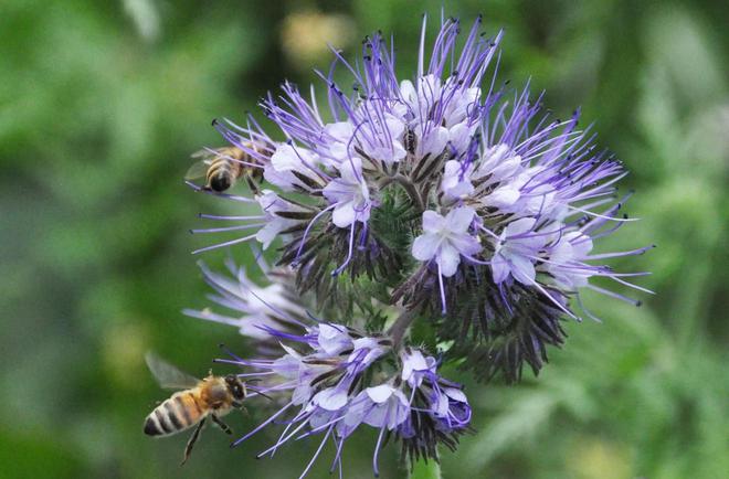 Comment la Plaine de Versailles tente de lutter contre la famine des abeilles