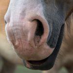 Saint-Jean-Bonnefonds : un cheval mutilé, une enquête est ouverte
